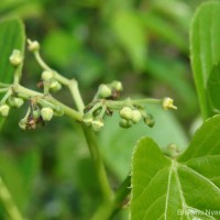 Cissus latifolia Lam.